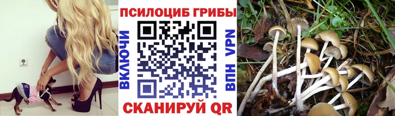 Псилоцибиновые грибы GOLDEN TEACHER  даркнет клад  Нефтегорск 